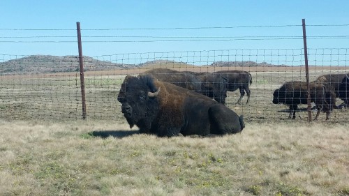 tara-tea-time:Hiking at Wichita Mountains in Oklahoma! Pictures don’t do it justice. There were buff