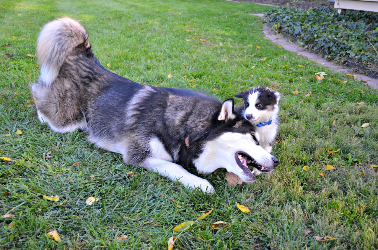 awwww-cute:  My roommate got a puppy and Sasha got a new BFF