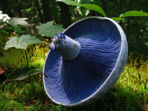 typhlonectes: Indigo Milkcap (Lactarius indigo)Compared to other colors found in nature, true bl