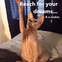 mrscreepshow:  Wrinkleking wisdom #Jobie #sphynx #hairless #cat #wrinkleking #wisdom