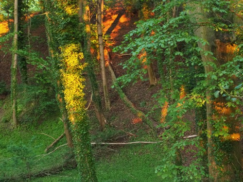 Sundown.  Community woodland, County School11th May 2022