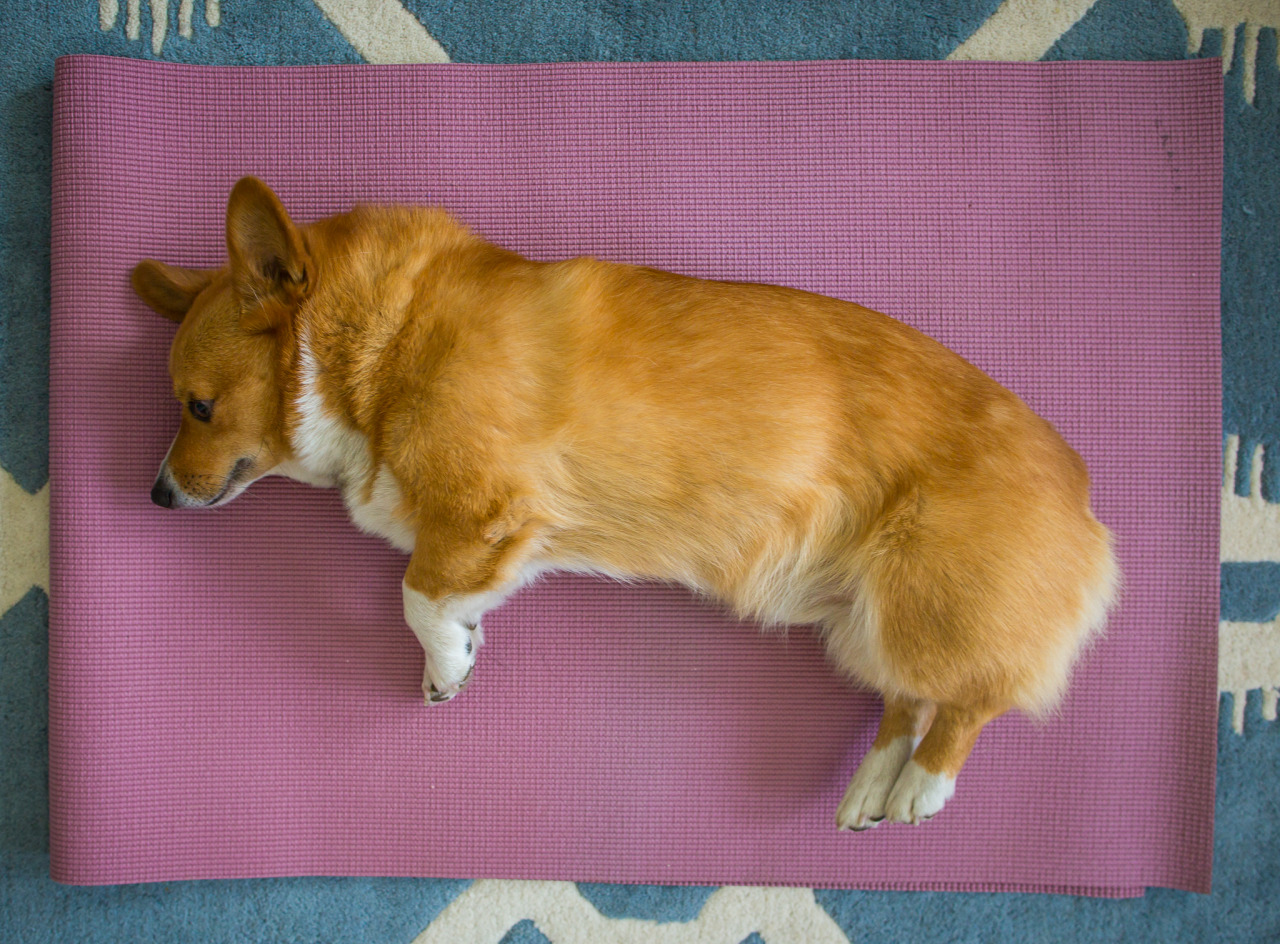 matphotography:  Corgi Yoga: Upward dog, Mountain pose, side angle, and savasana.