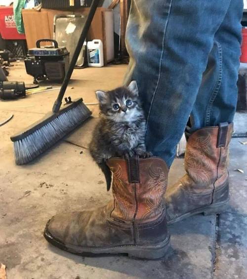 everythingfox:  Puss on boots(via)