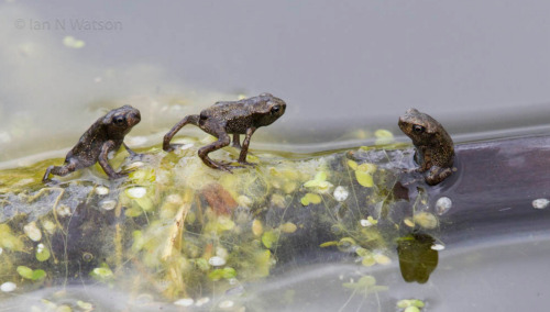 toadschooled:A swarm of newly morphed European common toads [Bufo bufo] all testing out their brand 