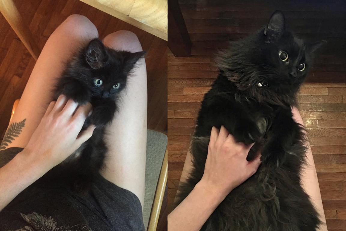awwcutepets:Murphy has grown a lot in the last 8 months.
