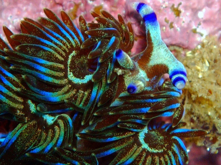 blue dragon nudibranch