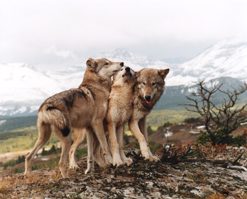 wolveswolves:Litter mates show affection for each other as they play near Glacier National Park, Montana. Picture by Tom Mussehl