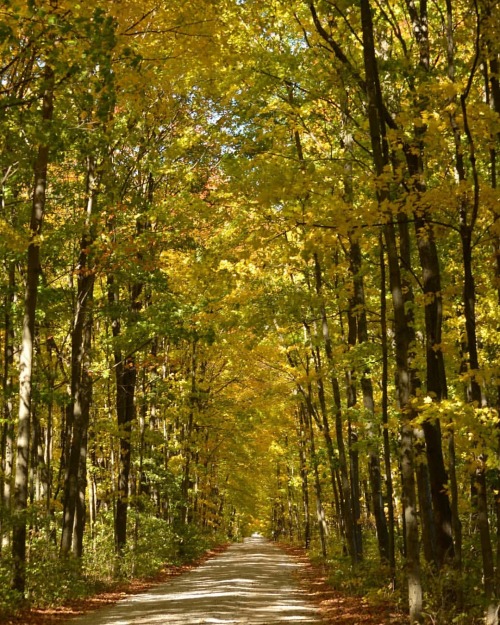 Autumn roads… Grey County, Ontario.Long weekend wanderings looking for fall colours https:/