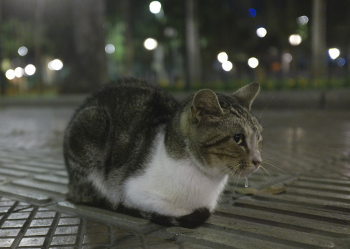 alanjamesart:okay here’s the last of my pictures from the lima cat park