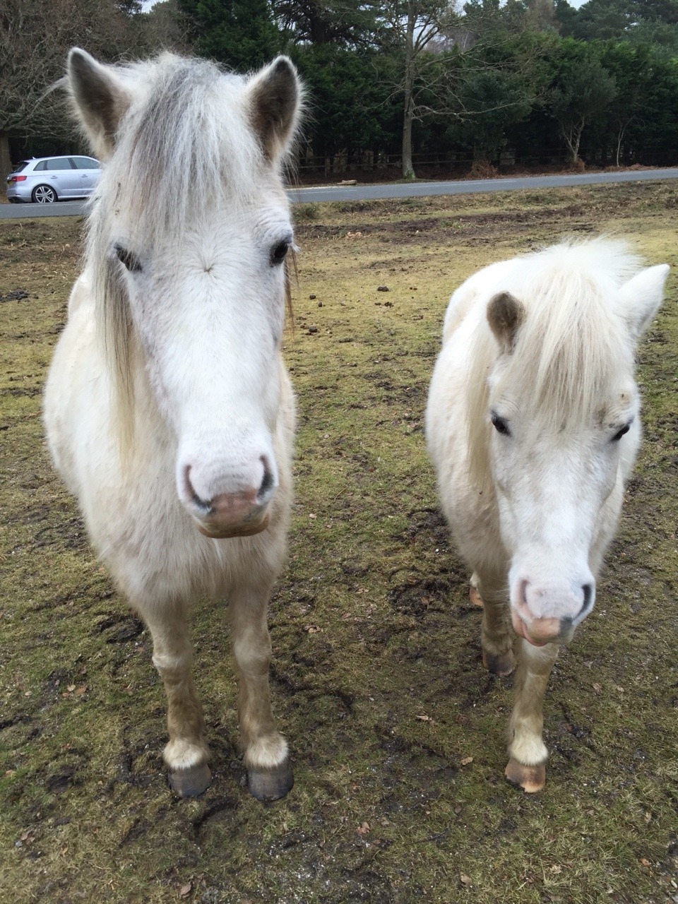 alexinspankingland:  New friends in New Forest today!