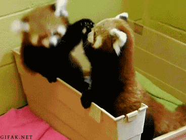 Baby Red Pandas Explore Tumblr Posts And Blogs Tumgir