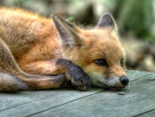 everythingfox: Chilled