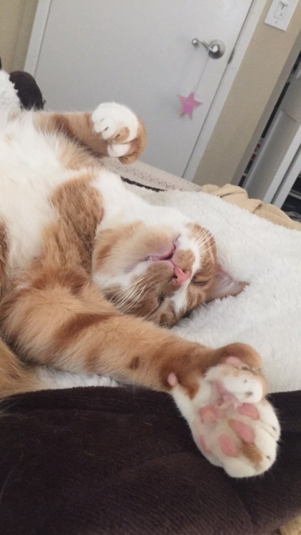 unflatteringcatselfies - This is Paul. He had lots of toes and is...