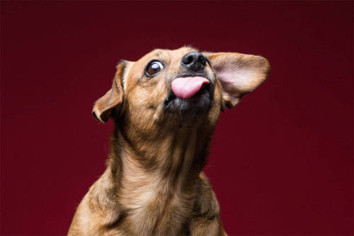 photojojo:Eeeee. Animal photographer Greg Murray knows, Pups + Peanut Butter = Photography Gold!! 