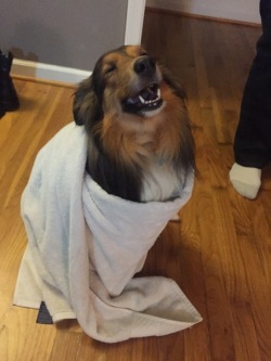 awwww-cute:  He sure does love being dried off