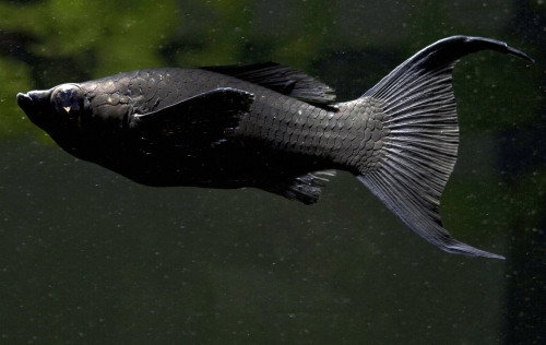 dasschwarz:The black molly (Poecilia sphenops) is a hybrid variation of the sailfin molly. It is a s