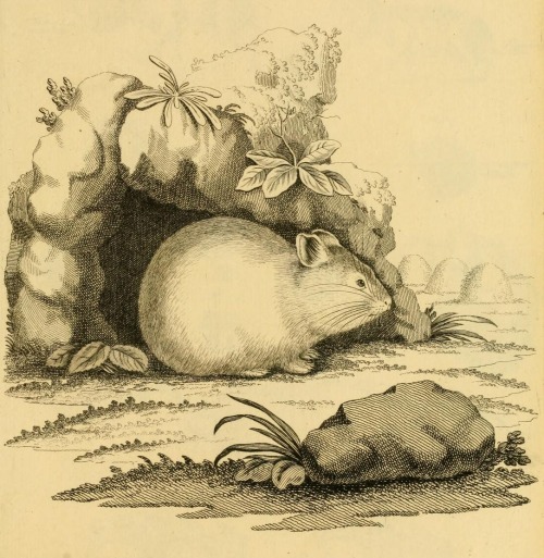 A rotund pika from Peter Simon Pallas’s 1778 book Novae species qvadrvpedvn e Glirivm ordine.Full te