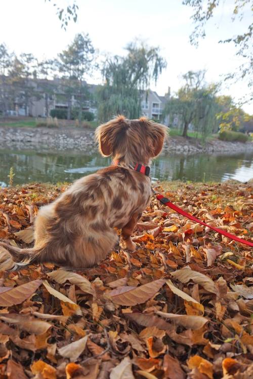 Porn Pics handsomedogs:  Boh enjoying Fall! He is a