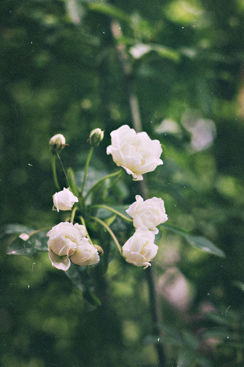 okiepokey:  Pure bloom.