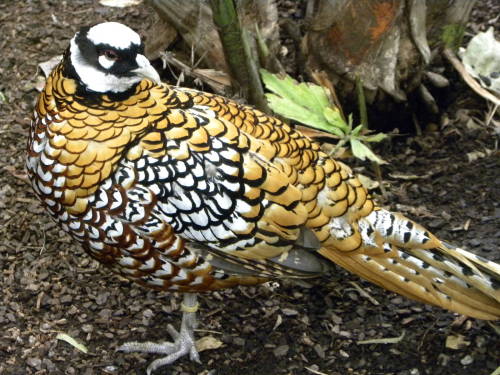 potatobirds:Reeves Pheasant(beautifulnow.is, zoochat.com, margaret holland)