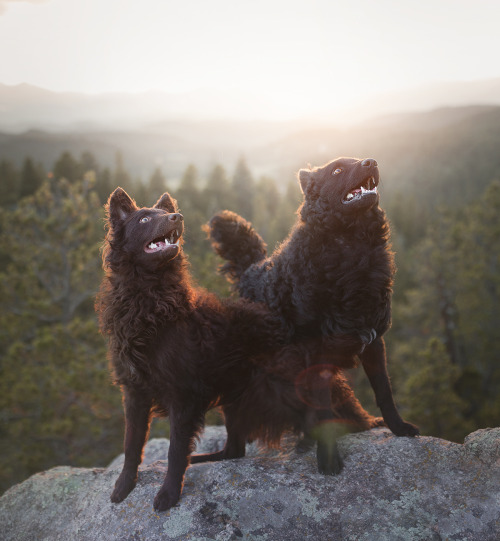 souldogstudios: Mountain Mudis! @atomicbombastic Soul Dog Studios / Facebook Paramount pet photograp