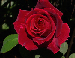 A red rose for all my lady followers.  Solman
