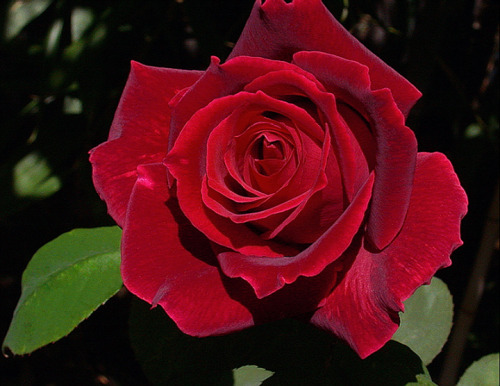 Porn Pics A red rose for all my lady followers.  Solman