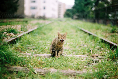 sprringgirl:  * (by LandoFromParis)