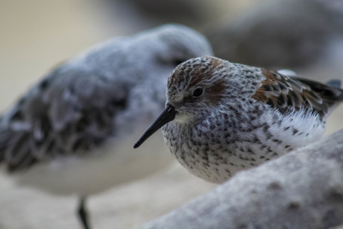 Monterey Bay Aquarium | 04-08-2017