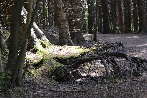 tree roots