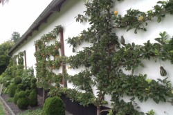 grosfjellgarden:  Espalier fruit trees at
