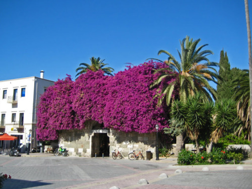 Kos Island Flowers