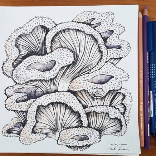 #mushroommarch 02: Lentinus Strigosus. I got inspired by the Escher exhibition I went to yesterday a