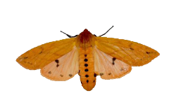 moth pngs