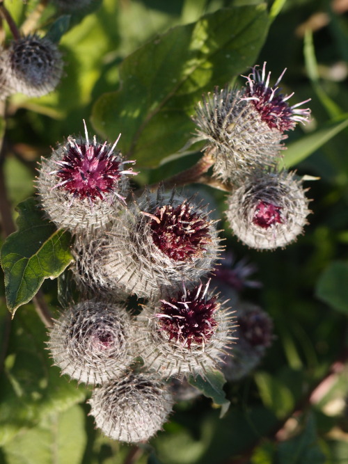 Arctium tomentosum—downy burdock a.k.a. woolly burdock