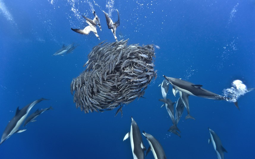 No way out (a shoal of mackerel has no escape as Cory’s Shearwaters attack from