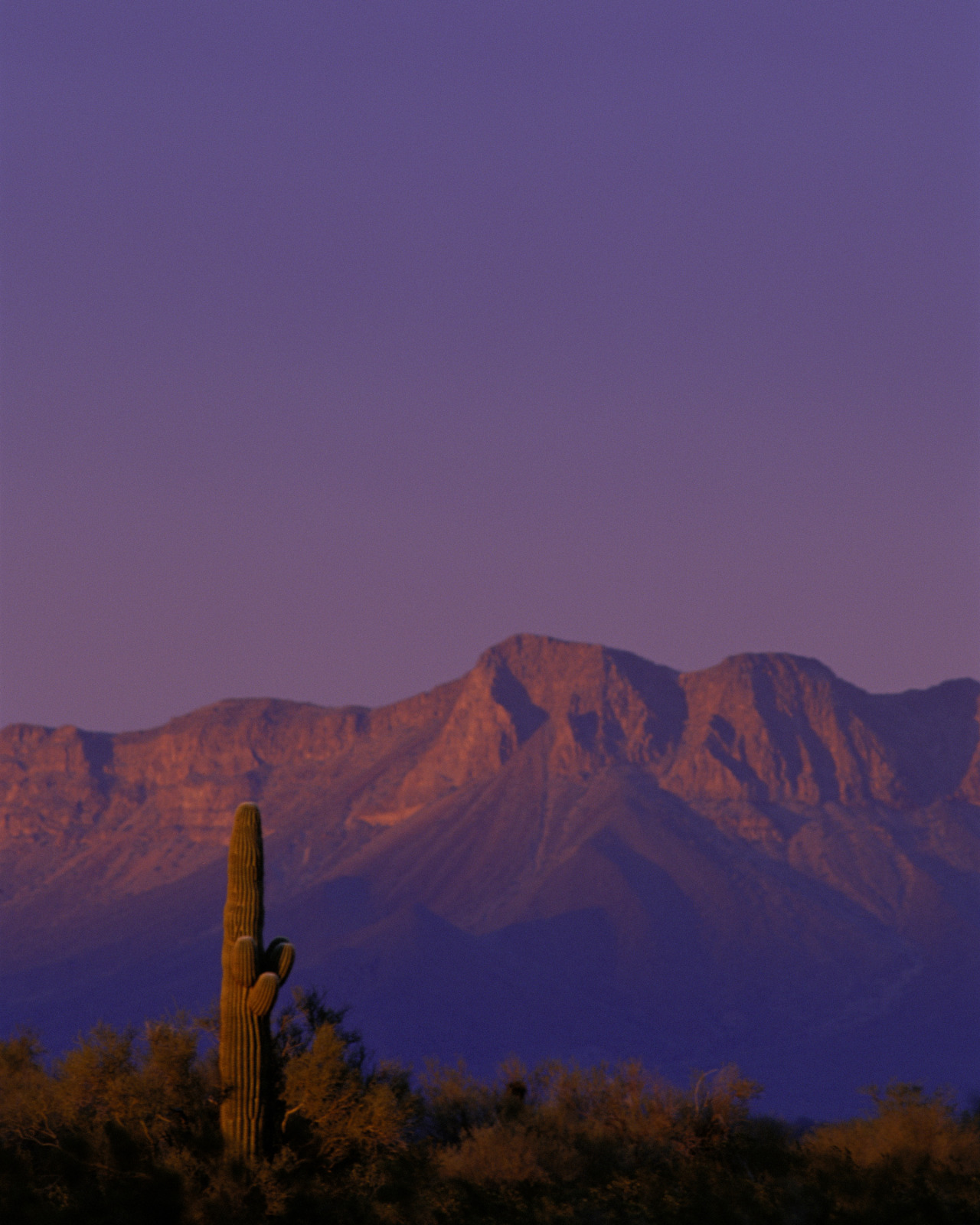 Beauty Rendezvous - Cabeza Prieta National Wildlife Refuge - Sonoran...