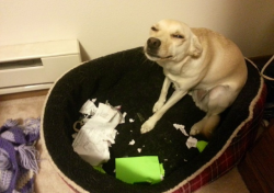 vvankinq:  tell them I ate your homework. They’ll never believe you 