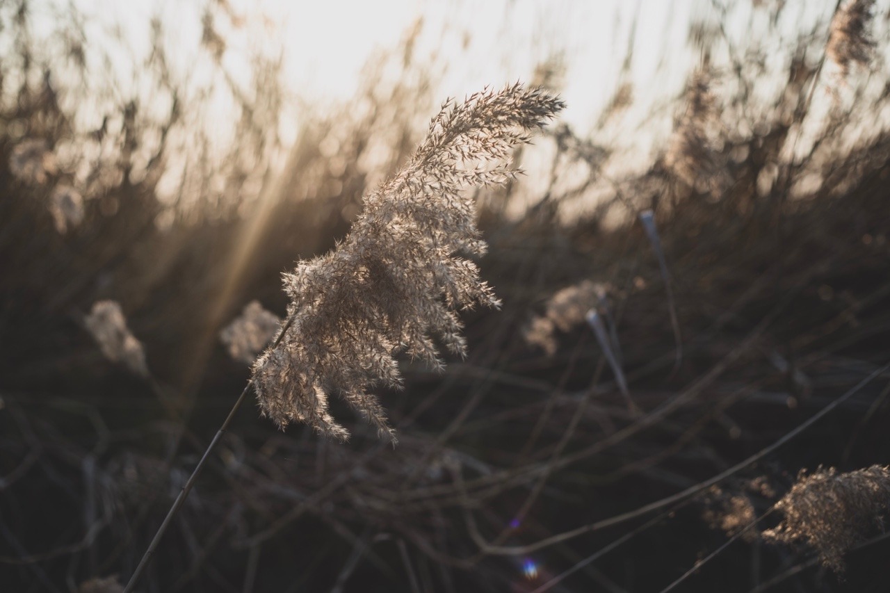 lost-photos: Sunlight and evening breezes  
