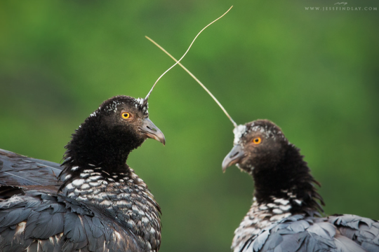 fumbledeegrumble:  zestful-guitar:  gallusrostromegalus:  luxtempestas:  antenna?  check. claws?   check. nonsensical taxonomy?  check. lets roll out.  Please behold the Completely Fucking Absurd Noise these animals make, which is Almost Entirely Unlike