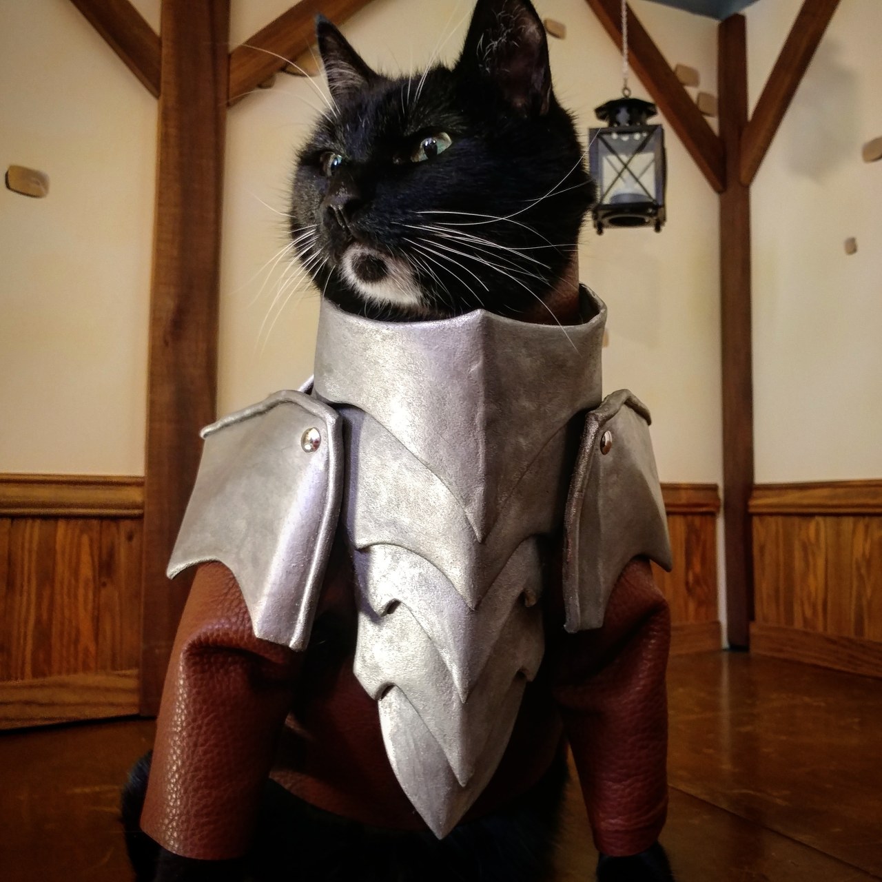 Cat Cosplay Of The Feline Variety Do You Like Cats Do You Like Adventuring Cats In