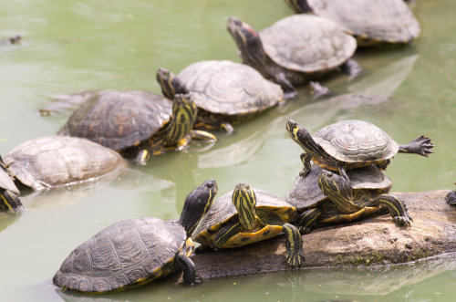 turtlefeed: tortues de Floride by ~raskal27600