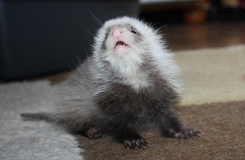 ferretsof:  hajandradeye:   FYI, Baby Ferrets Are Really Cute  Omg ❤️❤️❤️❤️❤️ 