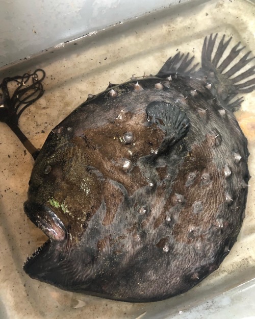 Himantolophus Sagamius Found Washed Ashore On Crystal Cove State Park