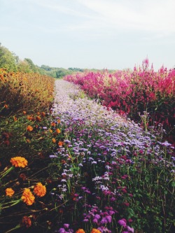 sammaycreate:Flowers in Boston.