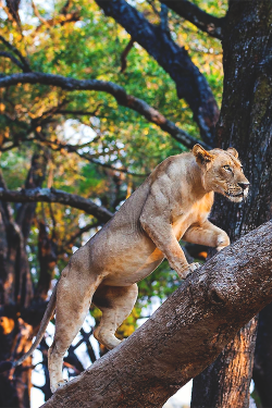 wearevanity:  Lioness on the prowl  © 