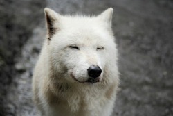 slvmb3r:  fingerclit:  man that wolf looks happy  High* 