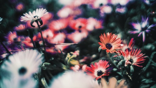 Spring Ephemeral