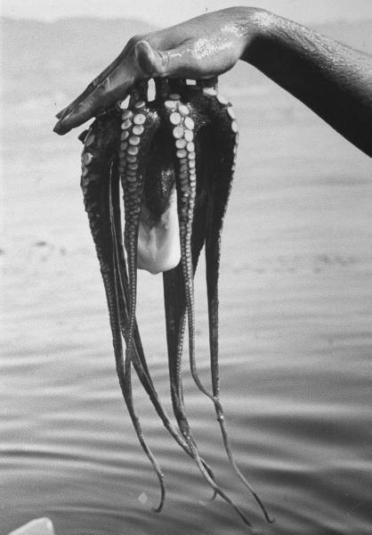 hauntedbystorytelling:Peter Stackpole :: Showing suction cups of an octopus, 1940’s (The LIFE Pictur