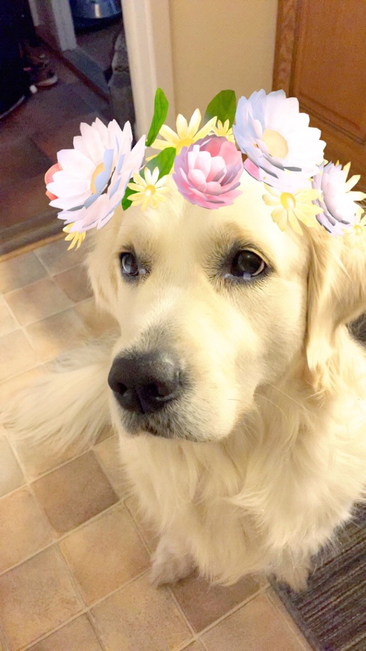 astronaute:  bluescrgnt:  so i tried the flower filter on my dog 😍  please tell